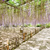 あしかがフラワーパークの写真・動画_image_1307225