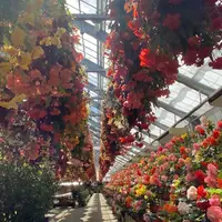 日光花いちもんめの写真・動画_image_1307230