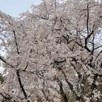 六義園の写真・動画_image_1315325