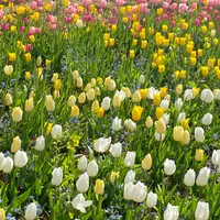 北川村「モネの庭」マルモッタンの写真・動画_image_1315895