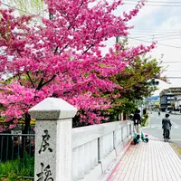 一条戻橋の写真・動画_image_1317145