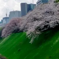 千鳥ヶ淵の写真・動画_image_1323811