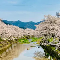 柏原川桜堤回廊の写真・動画_image_1329158