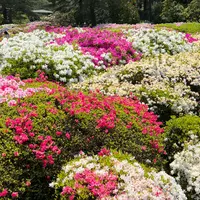 神代植物公園の写真・動画_image_1336591