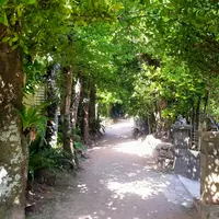 備瀬のフクギ並木の写真・動画_image_1336719