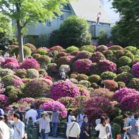根津神社の写真・動画_image_134767