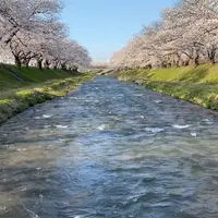 舟川べり桜並木の写真・動画_image_1351952