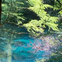 十二湖の写真・動画_image_1366532
