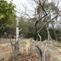五丁展望所の写真・動画_image_1371134