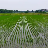 見沼田んぼのフナノの写真・動画_image_1374016
