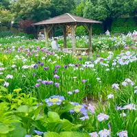 染谷花しょうぶ園の写真・動画_image_1374863