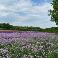 ファーム富田の写真・動画_image_1376478