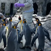 旭川市 旭山動物園の写真・動画_image_1384613