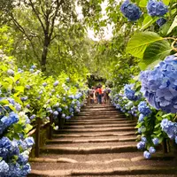 明月院（あじさい寺）の写真・動画_image_1397385