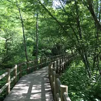上高地自然研究路の写真・動画_image_140002