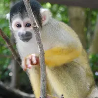 伊豆シャボテン動物公園の写真・動画_image_140157
