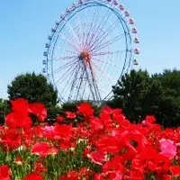 国営ひたち海浜公園の写真・動画_image_141049