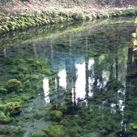 白川水源の写真・動画_image_142316