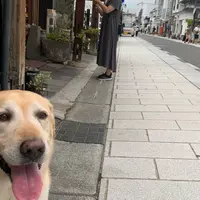 中町通りの写真・動画_image_1423710