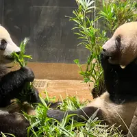 上野動物園の写真・動画_image_1430022