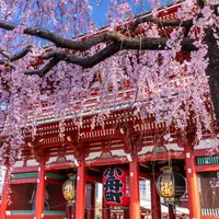 浅草寺の写真・動画_image_1433366