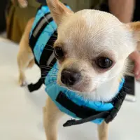 1/2 Hounds AQUAの写真・動画_image_1437547