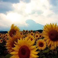 山中湖花の都公園の写真・動画_image_143962