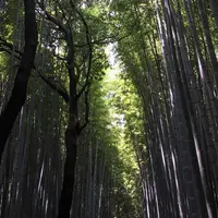 嵐山 竹林の小径の写真・動画_image_144250