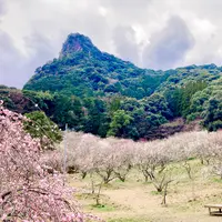 御船が丘梅林の写真・動画_image_1445092