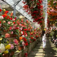 日光花いちもんめの写真・動画_image_1446116