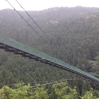 ソマリアンの写真・動画_image_144766