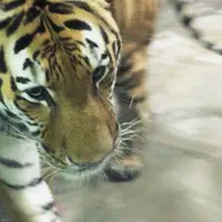 天王寺動物園の写真・動画_image_144932