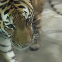 天王寺動物園の写真・動画_image_144941