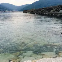 大ばと、小ばとの写真・動画_image_144960