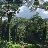 Manoa Fallsの写真・動画_image_147019
