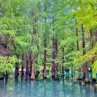 花蓮落羽松森林~鈺展苗圃の写真・動画_image_1479547