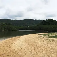 ヒルギ群落の写真・動画_image_148719