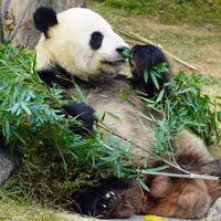 上野動物園の写真・動画_image_1498526