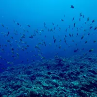 古宇利島ダイビングの写真・動画_image_149916