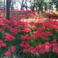 巾着田の写真・動画_image_150397