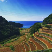 浜野浦の棚田の写真・動画_image_150418