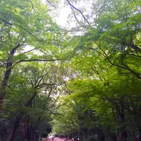 糺ノ森の写真・動画_image_150449