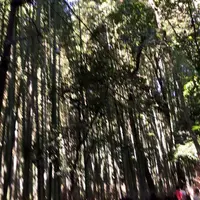 嵐山 竹林の小径の写真・動画_image_151079