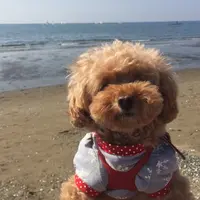 稲毛海浜公園の写真・動画_image_152783