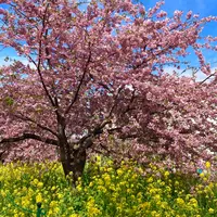 河津桜並木&菜の花ロードの写真・動画_image_1542338