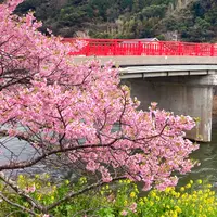 舘橋（静岡県賀茂郡河津町）の写真・動画_image_1542345