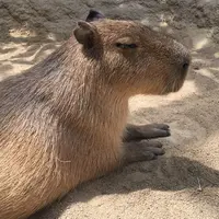 神戸どうぶつ王国の写真・動画_image_154452