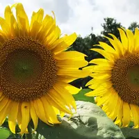 世羅高原農場の写真・動画_image_154528