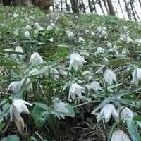 (川本町谷戸の写真・動画_image_154602