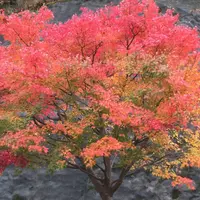 スパ羅漢の写真・動画_image_156454